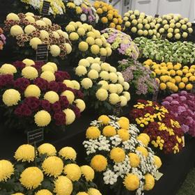 fwthumbRHS 2018 Rays Florist 3.jpg